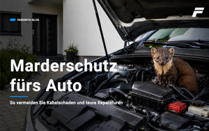 Marderschutz fürs Auto: So schützen Sie Ihr Fahrzeug effektiv vor teuren Marderschäden